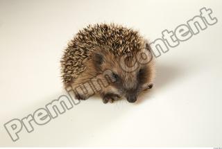 Hedgehog - Erinaceus europaeus  0021